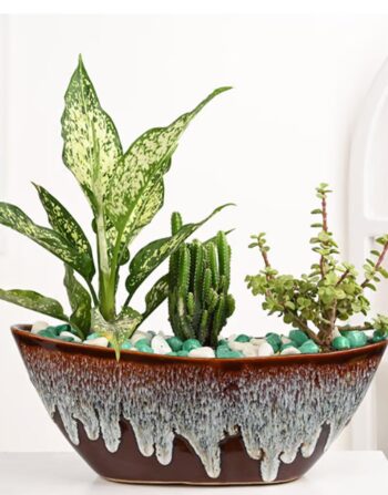 Jade Plant Aglaonema N Tower Cactus In Ship Shaped Pot