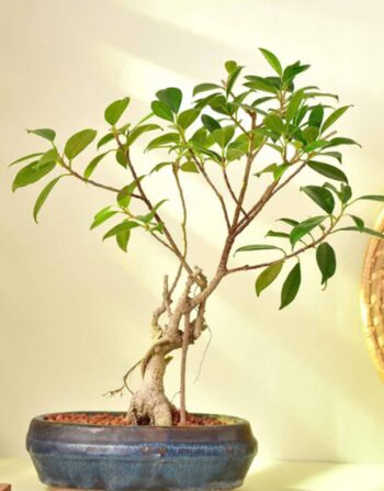Ficus Bonsai In Blue Pot