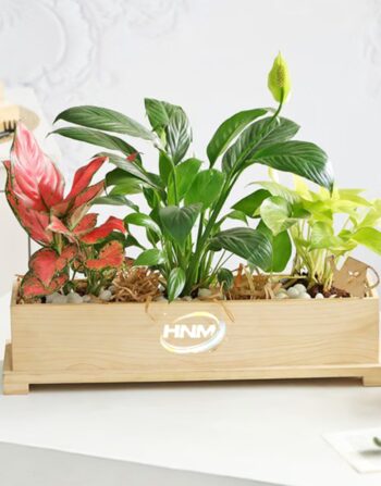 lush green and vibrant foliage plants