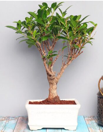 Ficus I Shape Bonsai