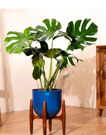 Monstera Deliciosa with Metal Self Watering Pot
